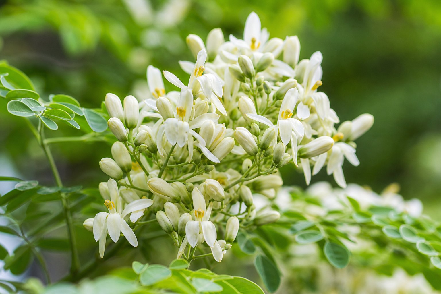Cluster of moringa flowers