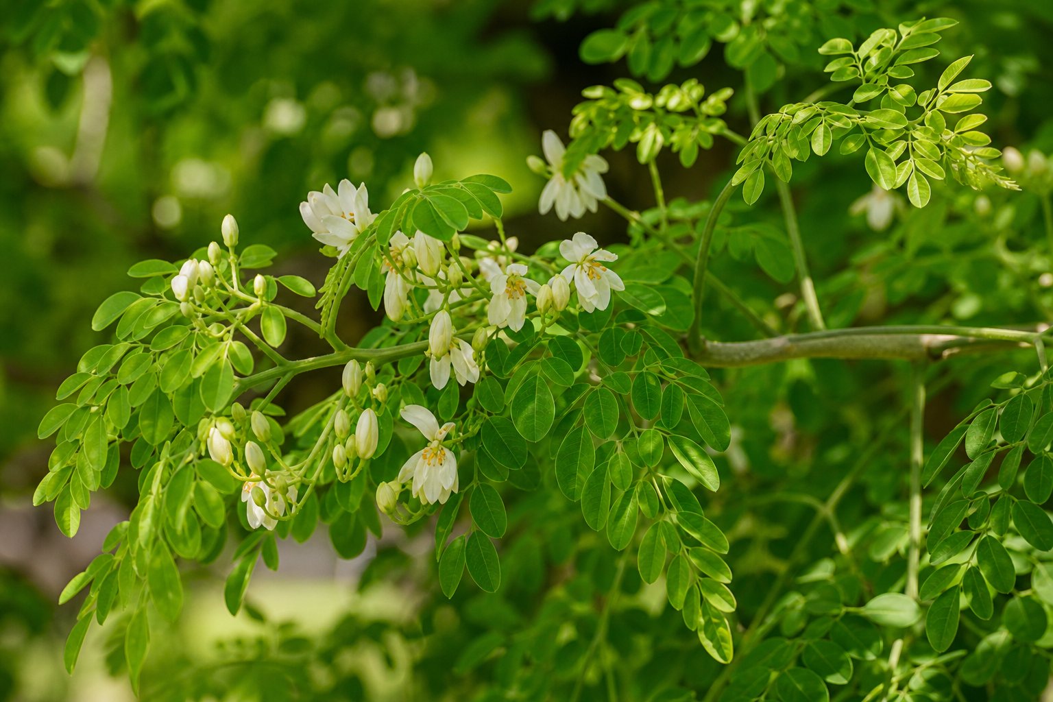 Moringa branch with blossoms
